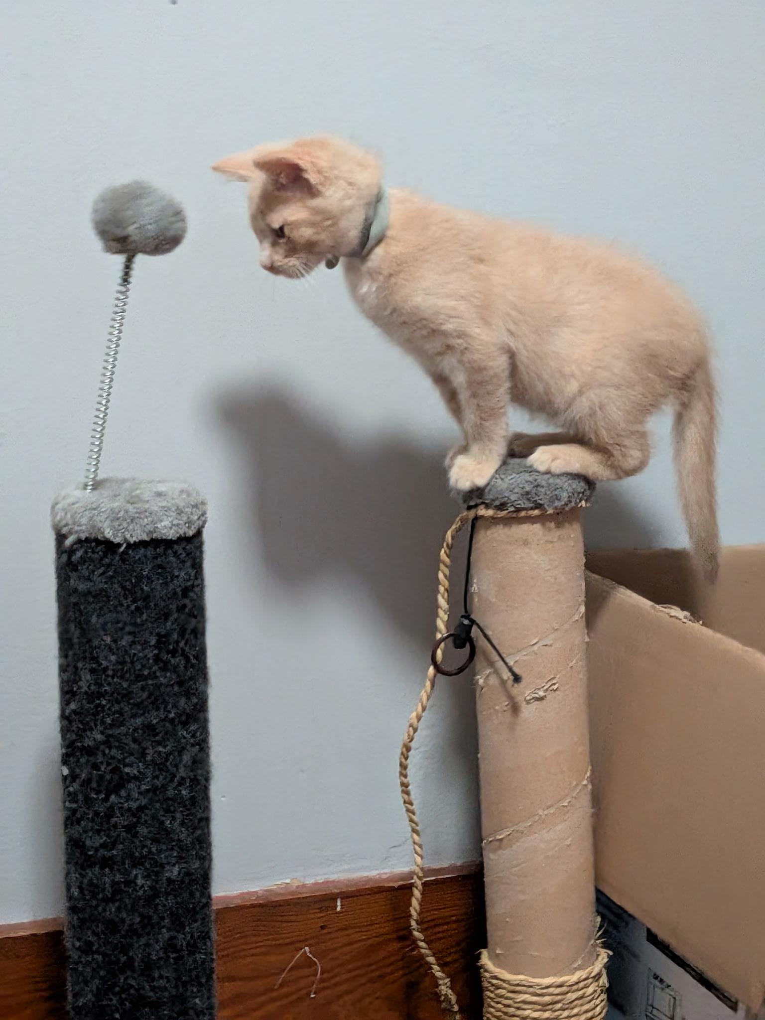Enlarge Beau, a Adoptable American Shorthair in Waverly, IA image 3/4