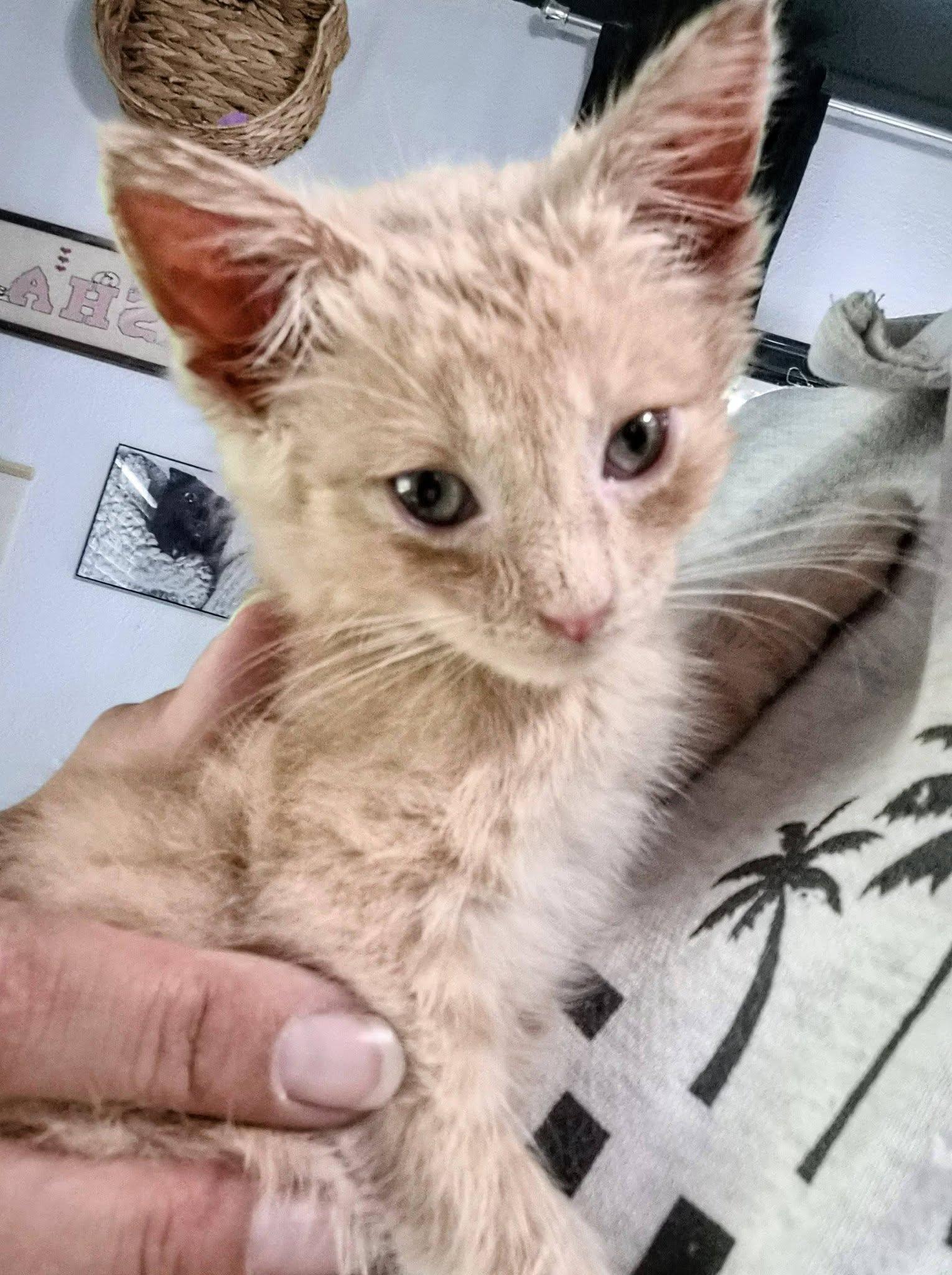 Enlarge Beau, a Adoptable American Shorthair in Waverly, IA image 2/4