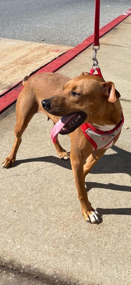 Enlarge Bonnie, a Adoptable mixed breed in Washington, DC image 1/6