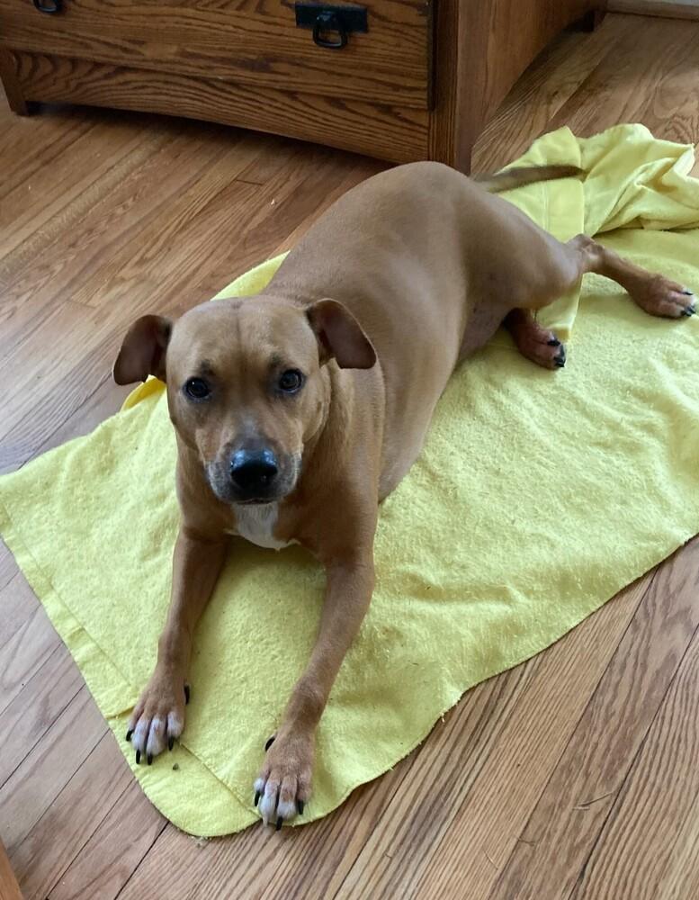 Enlarge Bonnie, a Adoptable mixed breed in Washington, DC image 2/6