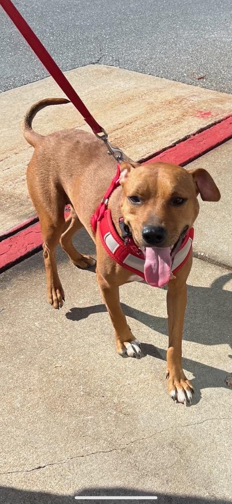 Enlarge Bonnie, a Adoptable mixed breed in Washington, DC image 4/6