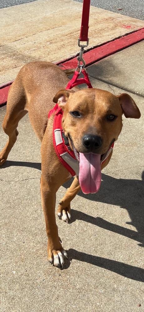 Enlarge Bonnie, a Adoptable mixed breed in Washington, DC image 5/6