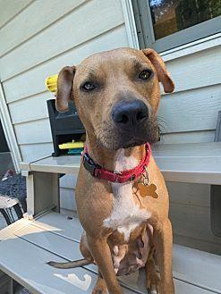 Enlarge Bonnie, a Adoptable mixed breed in Washington, DC image 6/6