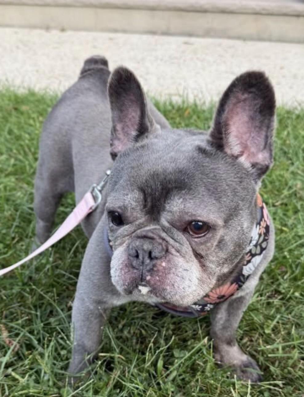 Enlarge Esther, a Adoptable French Bulldog in Tinton Falls, NJ image 2/3