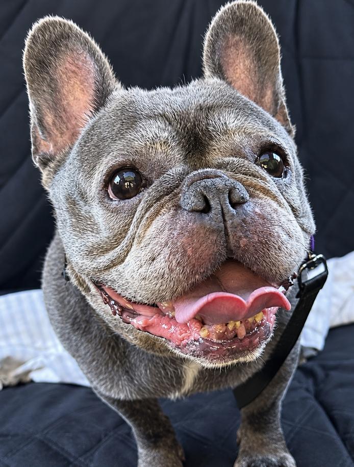 Enlarge Esther, a Adoptable French Bulldog in Tinton Falls, NJ image 1/3