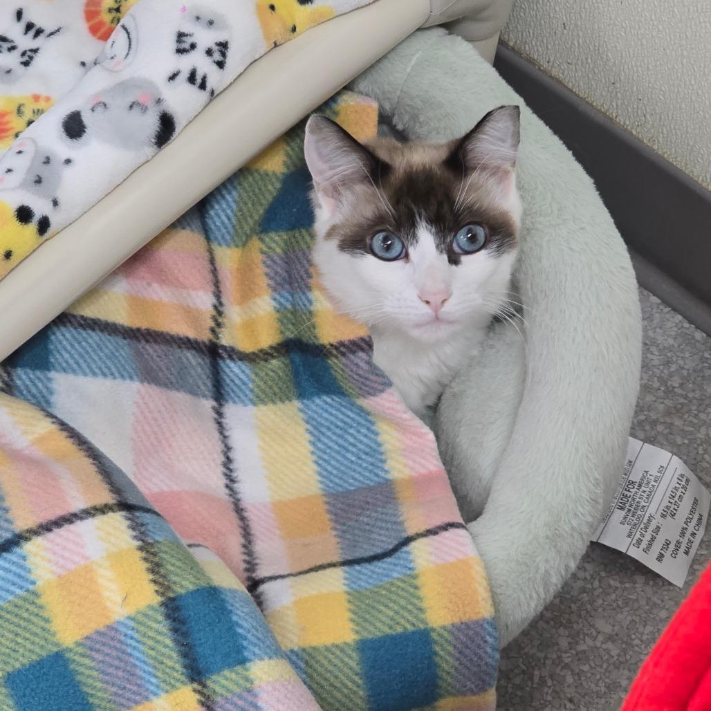 Channing, a Adoptable mixed breed in Fort Bragg, CA image 1/4