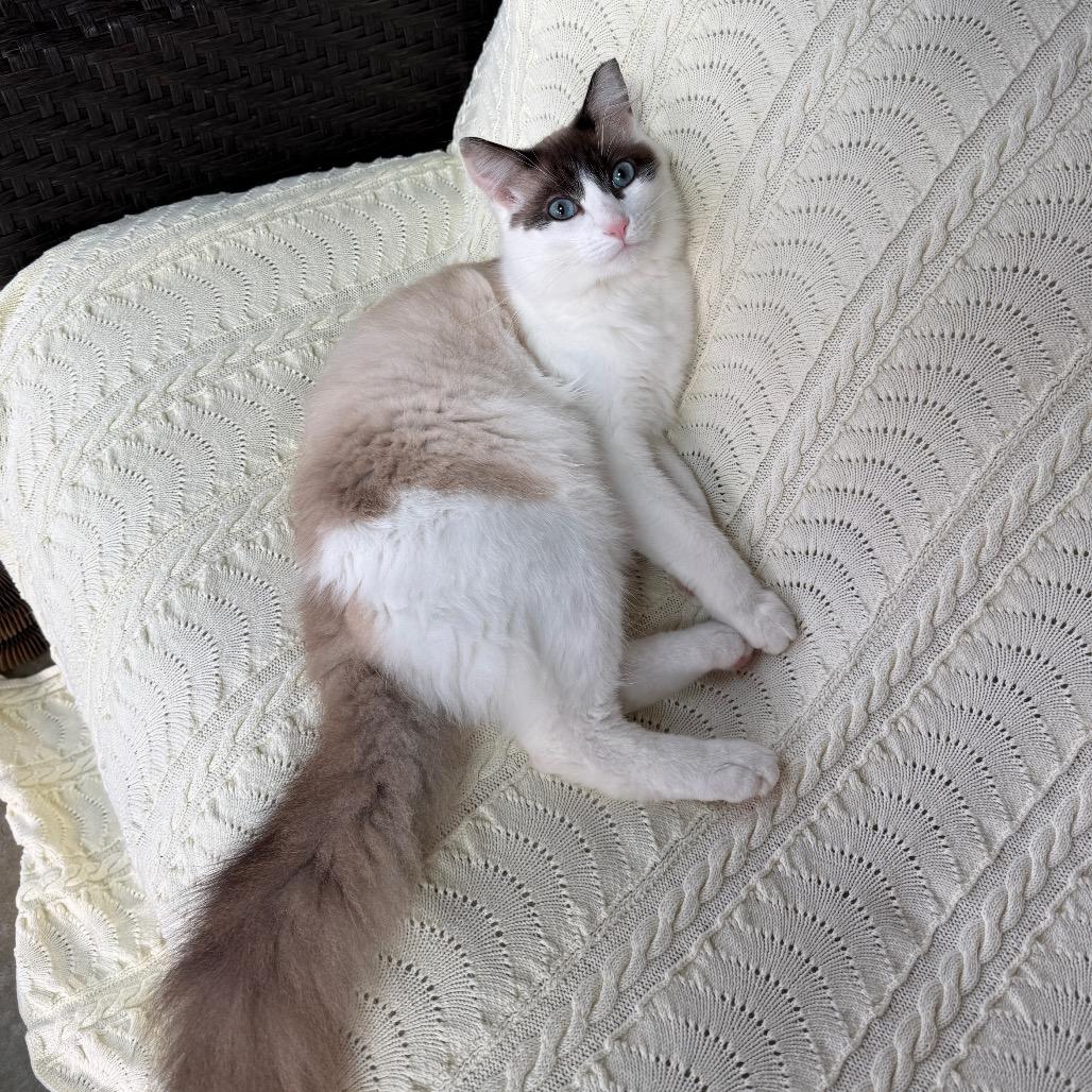 Channing, Adoptable, Young Male Siamese & Snowshoe.