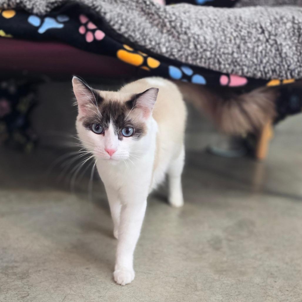 Enlarge Channing, a Adoptable mixed breed in Fort Bragg, CA image 2/6