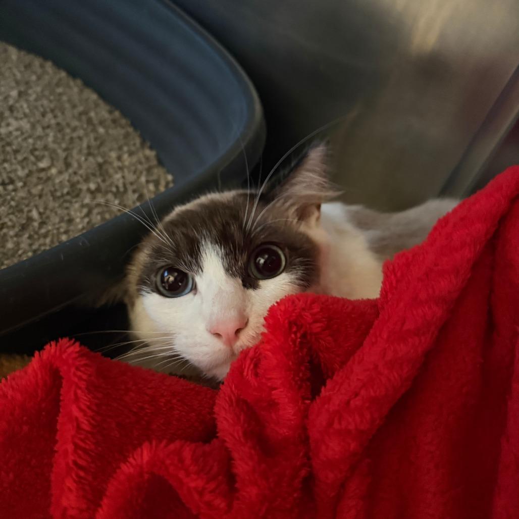 Channing, a Adoptable mixed breed in Fort Bragg, CA image 3/4