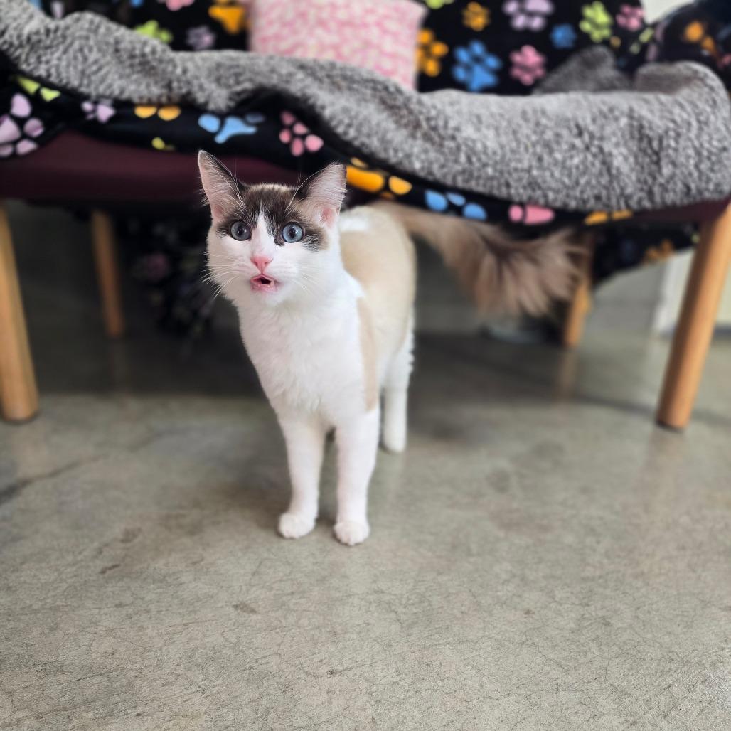 Enlarge Channing, a Adoptable mixed breed in Fort Bragg, CA image 6/6