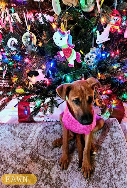 FAWN, a Adoptable mixed breed in Beatrice, NE image 4/5