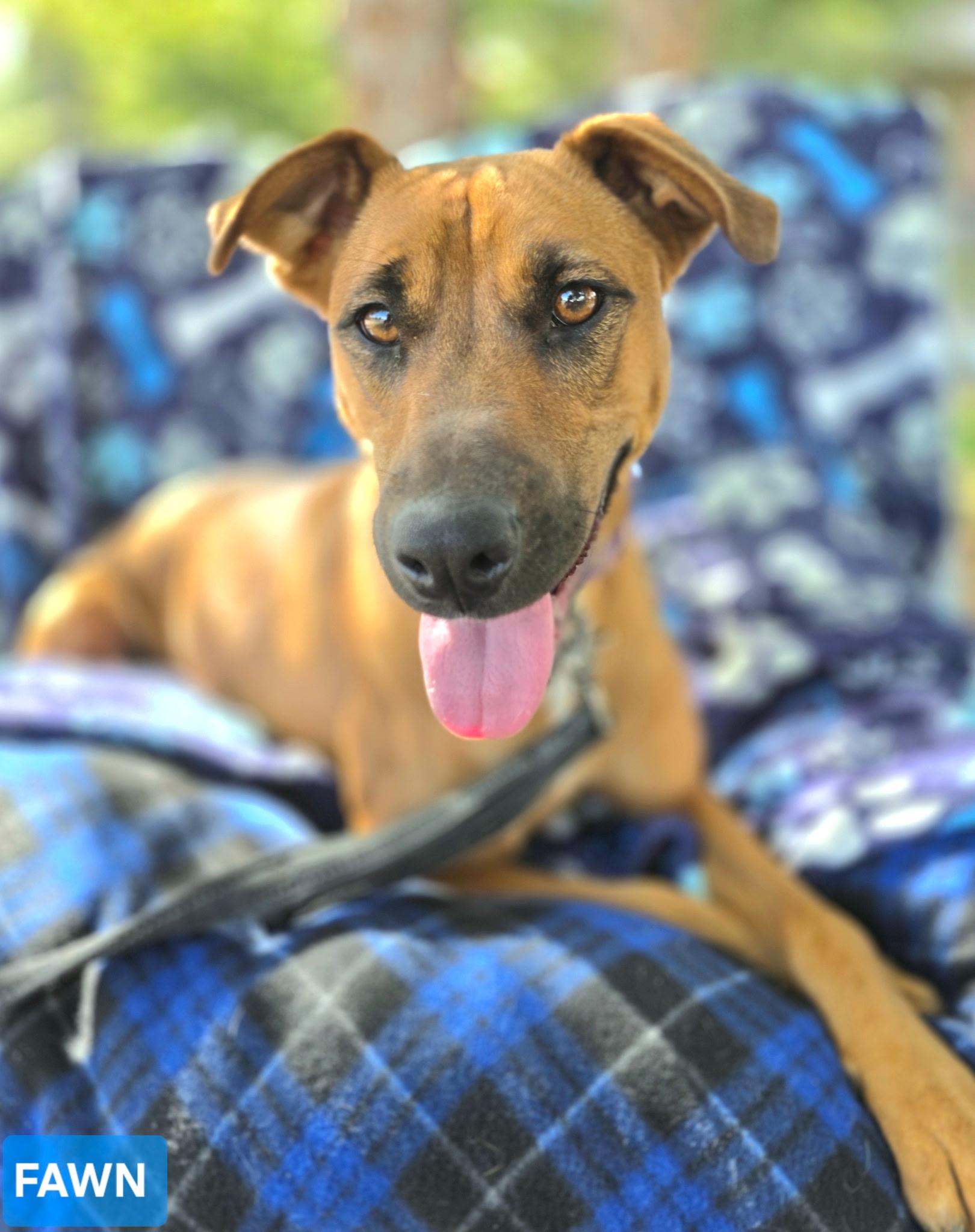 FAWN, an adoptable Terrier, German Pinscher in Beatrice, NE, 68310 | Photo Image 1