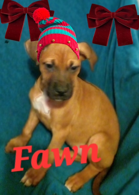 FAWN, a Adoptable mixed breed in Beatrice, NE image 5/5