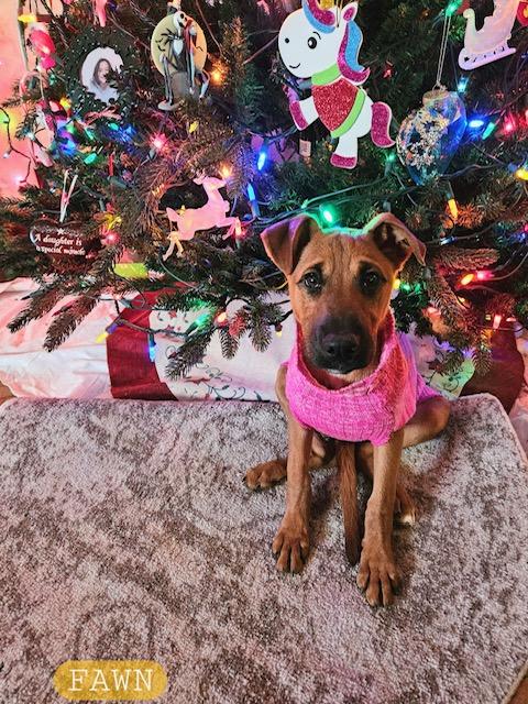 FAWN, a Adoptable mixed breed in Beatrice, NE image 3/5