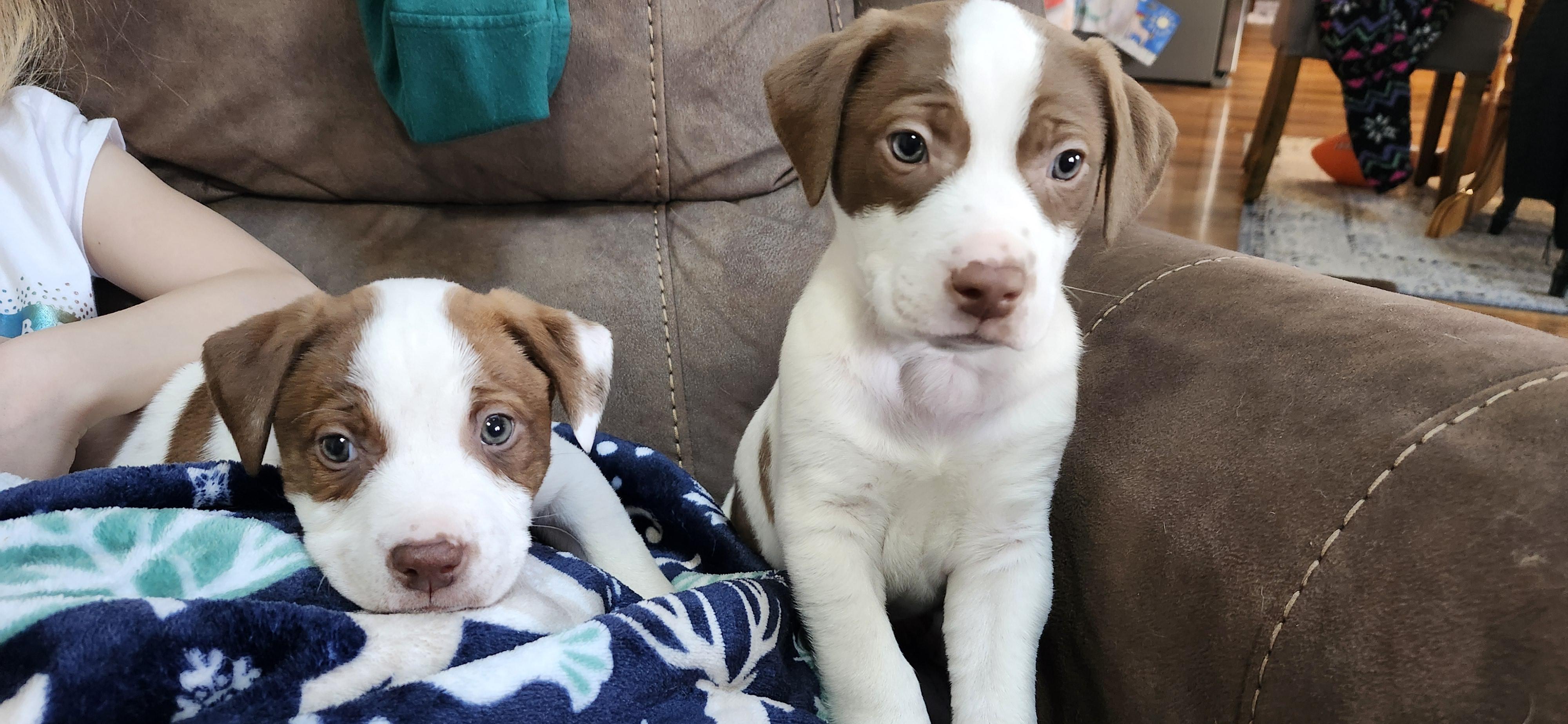 Coco, ADOPTABLE, Puppy Male Terrier.