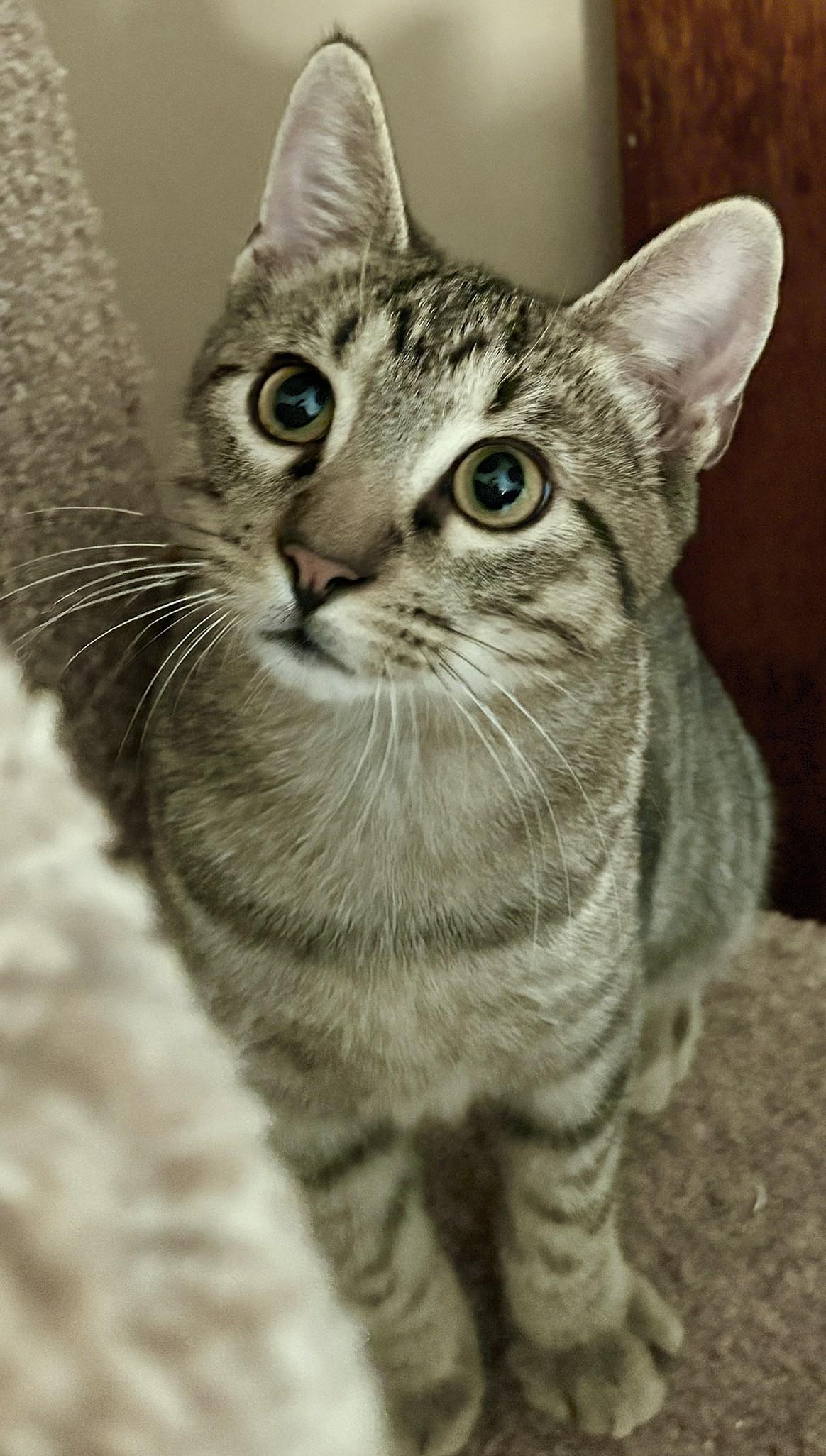 Enlarge Theo, a Adoptable mixed breed in Culpeper, VA image 2/6