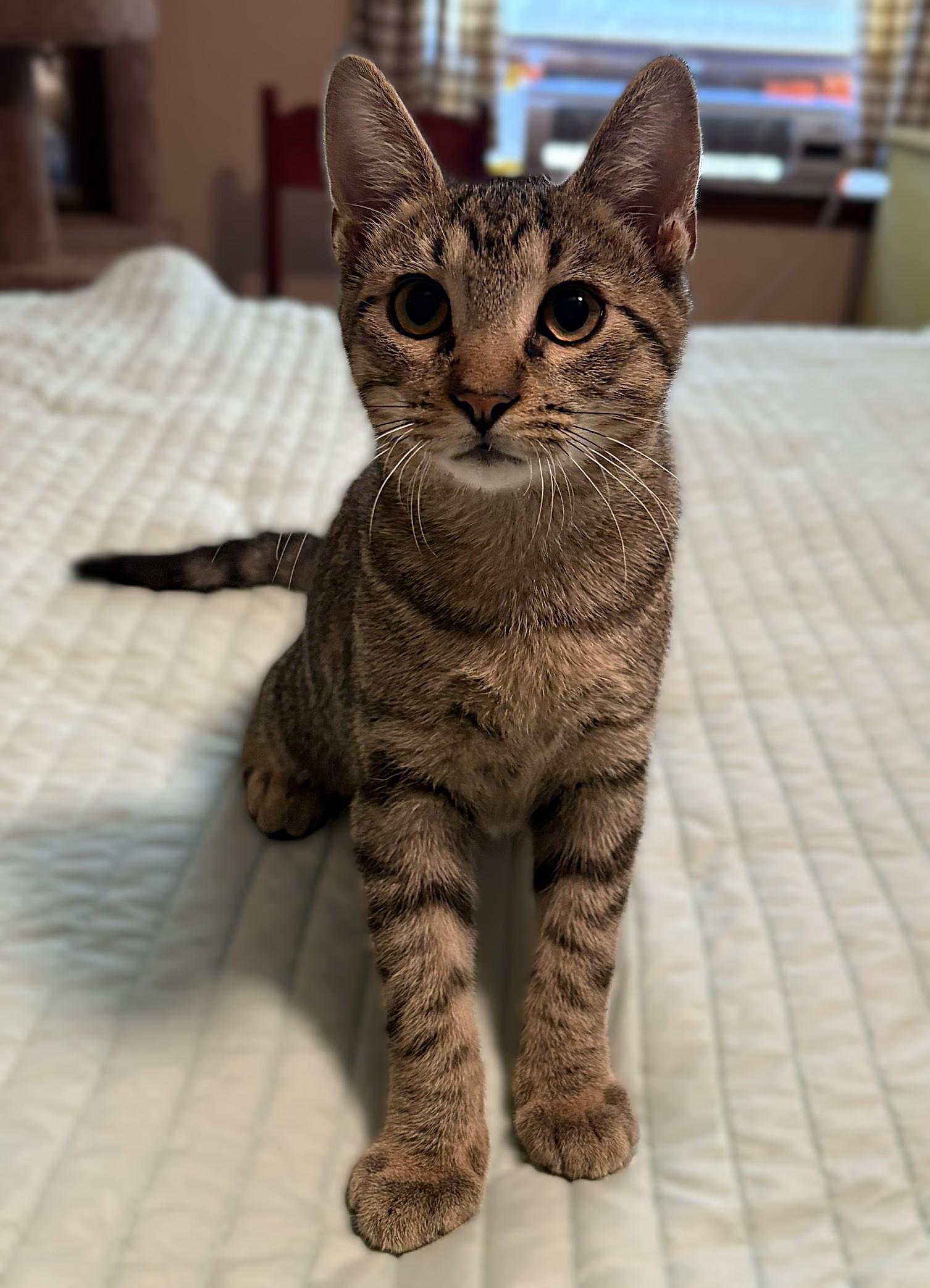 Enlarge Theo, a Adoptable mixed breed in Culpeper, VA image 4/6
