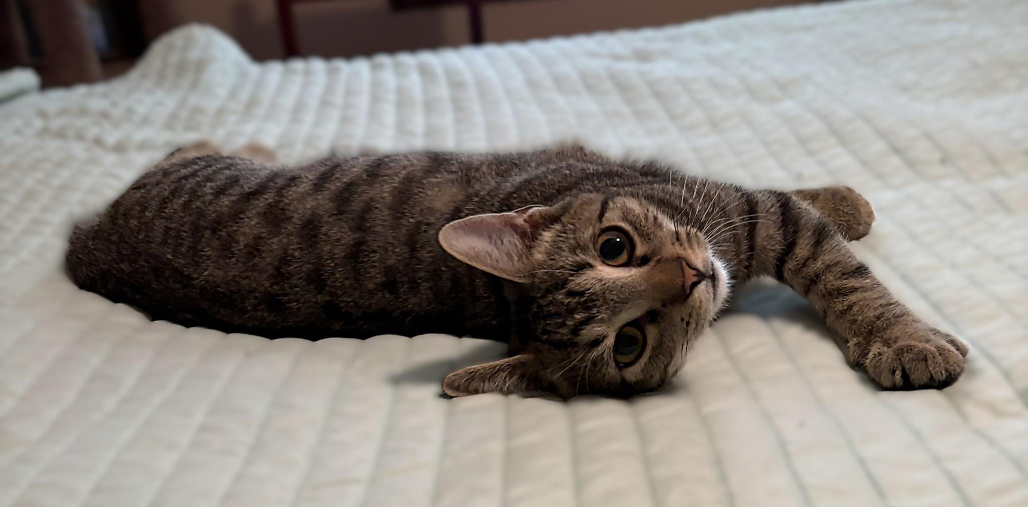 Enlarge Theo, a Adoptable mixed breed in Culpeper, VA image 3/6