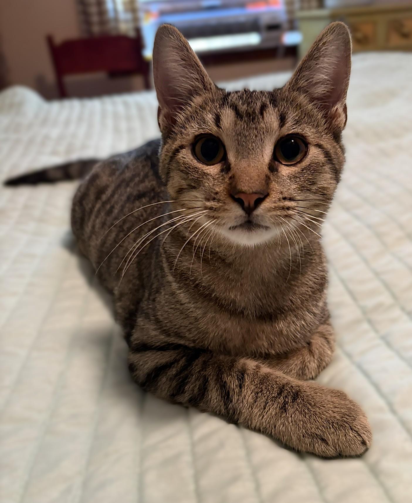 Enlarge Theo, a Adoptable mixed breed in Culpeper, VA image 5/6