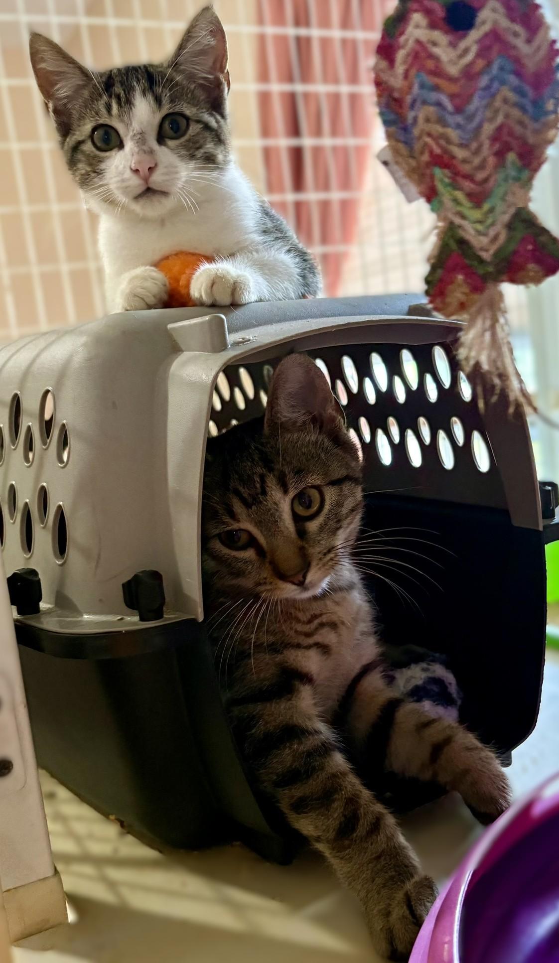 Enlarge Theo, a Adoptable mixed breed in Culpeper, VA image 6/6