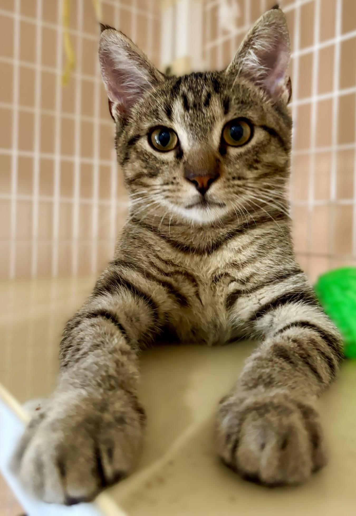 Theo, Adoptable, Kitten Male Domestic Short Hair.