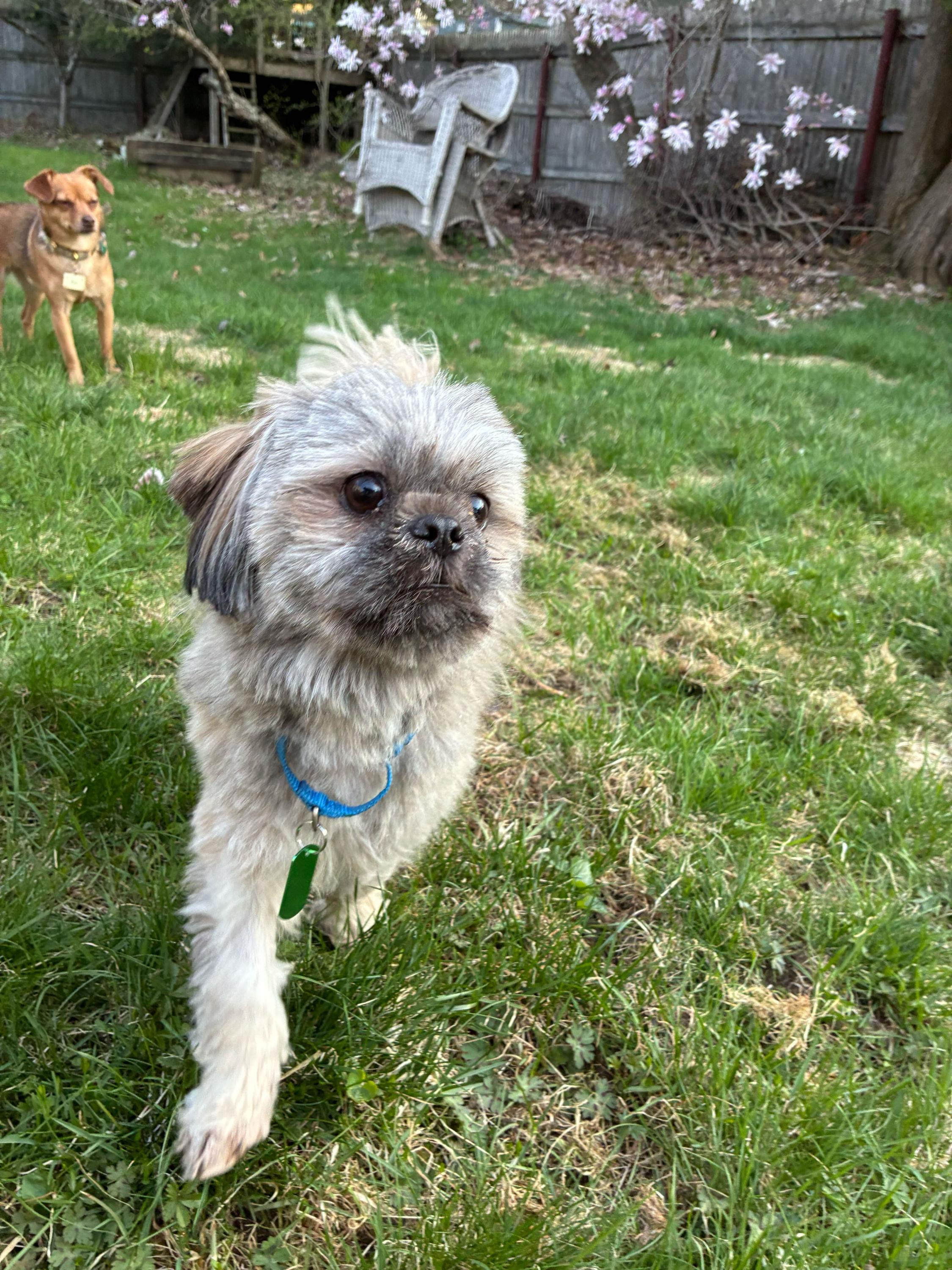Olly, ADOPTABLE, Adult Male Shih Tzu.