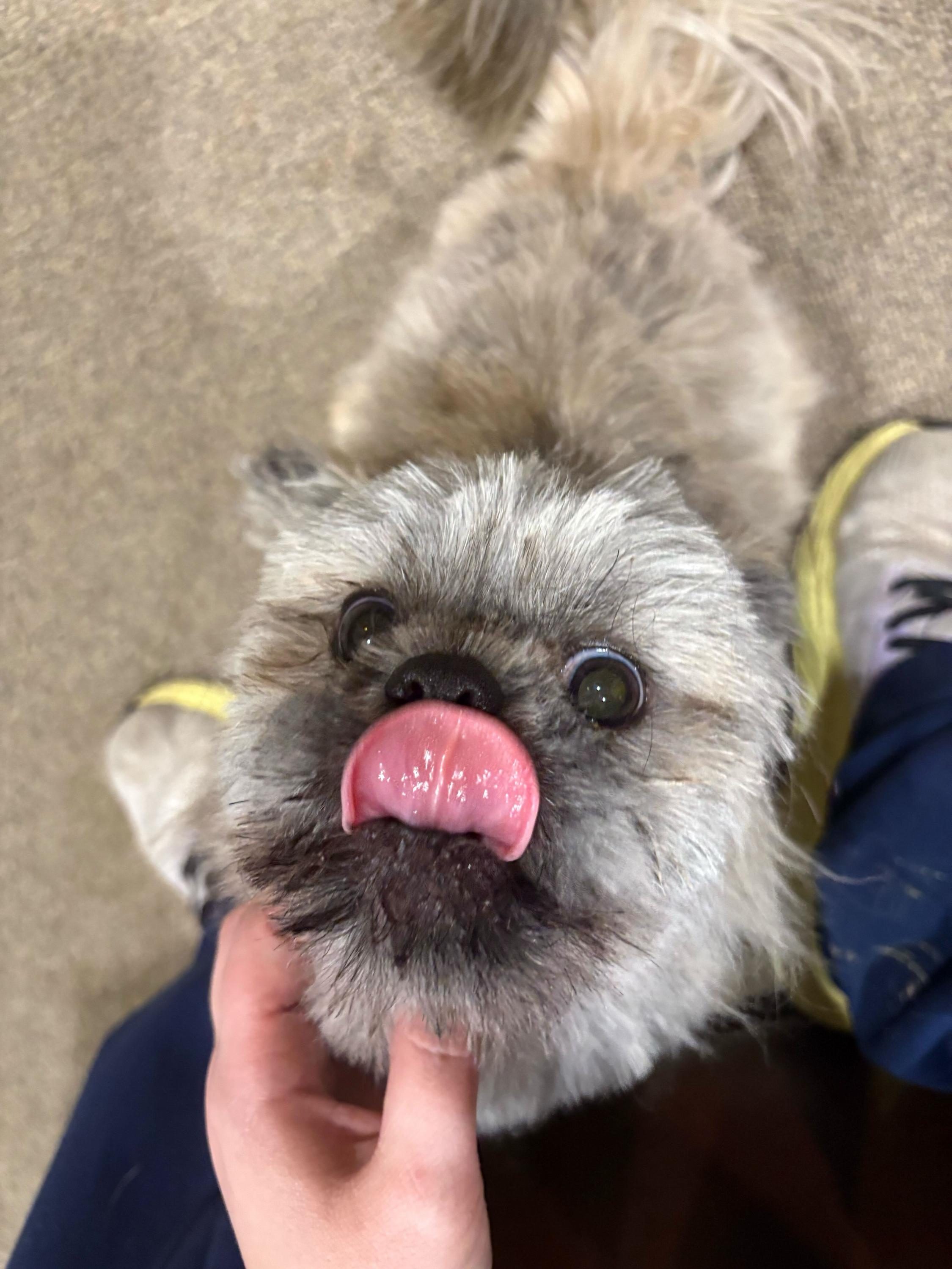 Olly, an adopted mixed breed in Bowdoin, ME image 4/5