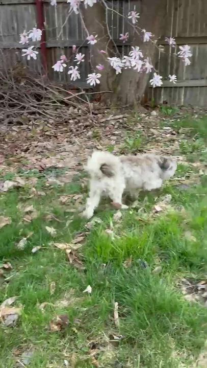 Enlarge Olly, an adopted mixed breed in Bowdoin, ME video 3/5