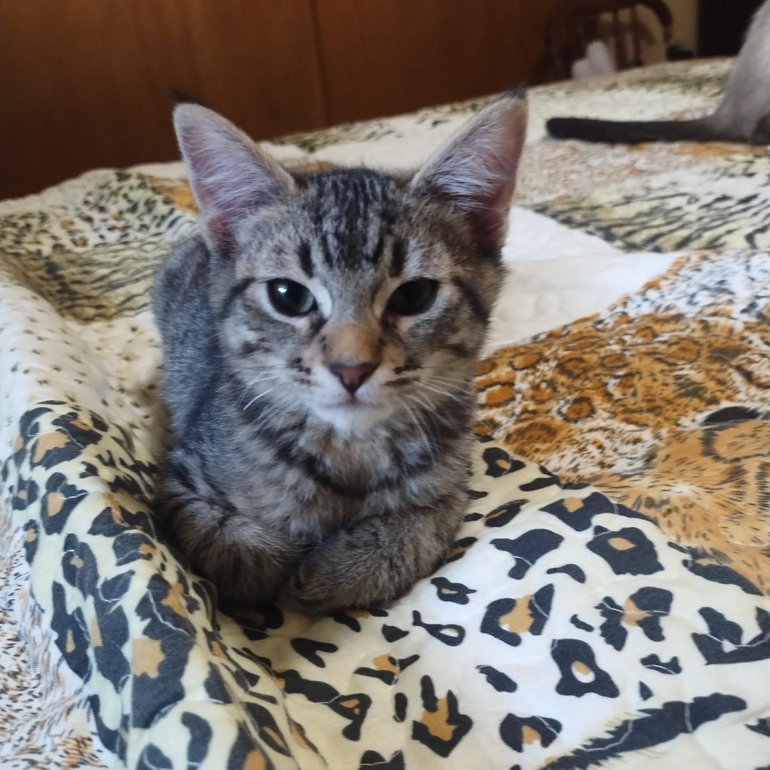 Jiffy Popkorn — thumbnail 2