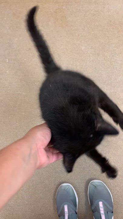 Enlarge Barney, a ADOPTABLE Domestic Short Hair in Winchester, VA video 4/4