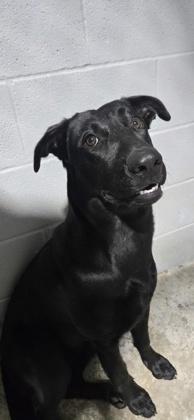 Spirit, a Adoptable mixed breed in Guntersville, AL image 1/2