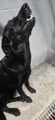 Spirit, a Adoptable mixed breed in Guntersville, AL image 2/2