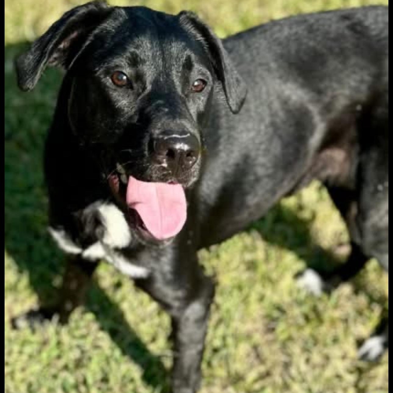 Enlarge Athena, a Adoptable mixed breed in CUMMING, GA image 1/1