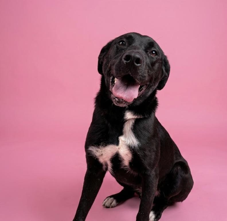 Athena, Adoptable, Young Female Labrador Retriever.