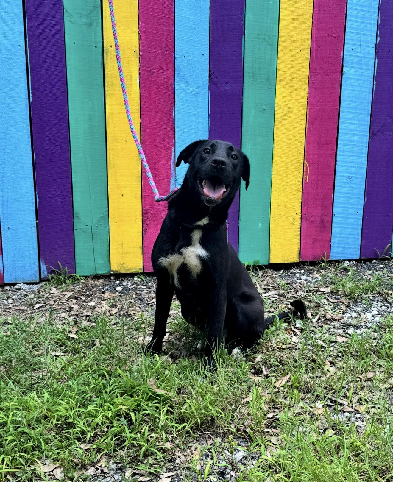 Athena, a Adoptable mixed breed in CUMMING, GA image 2/2