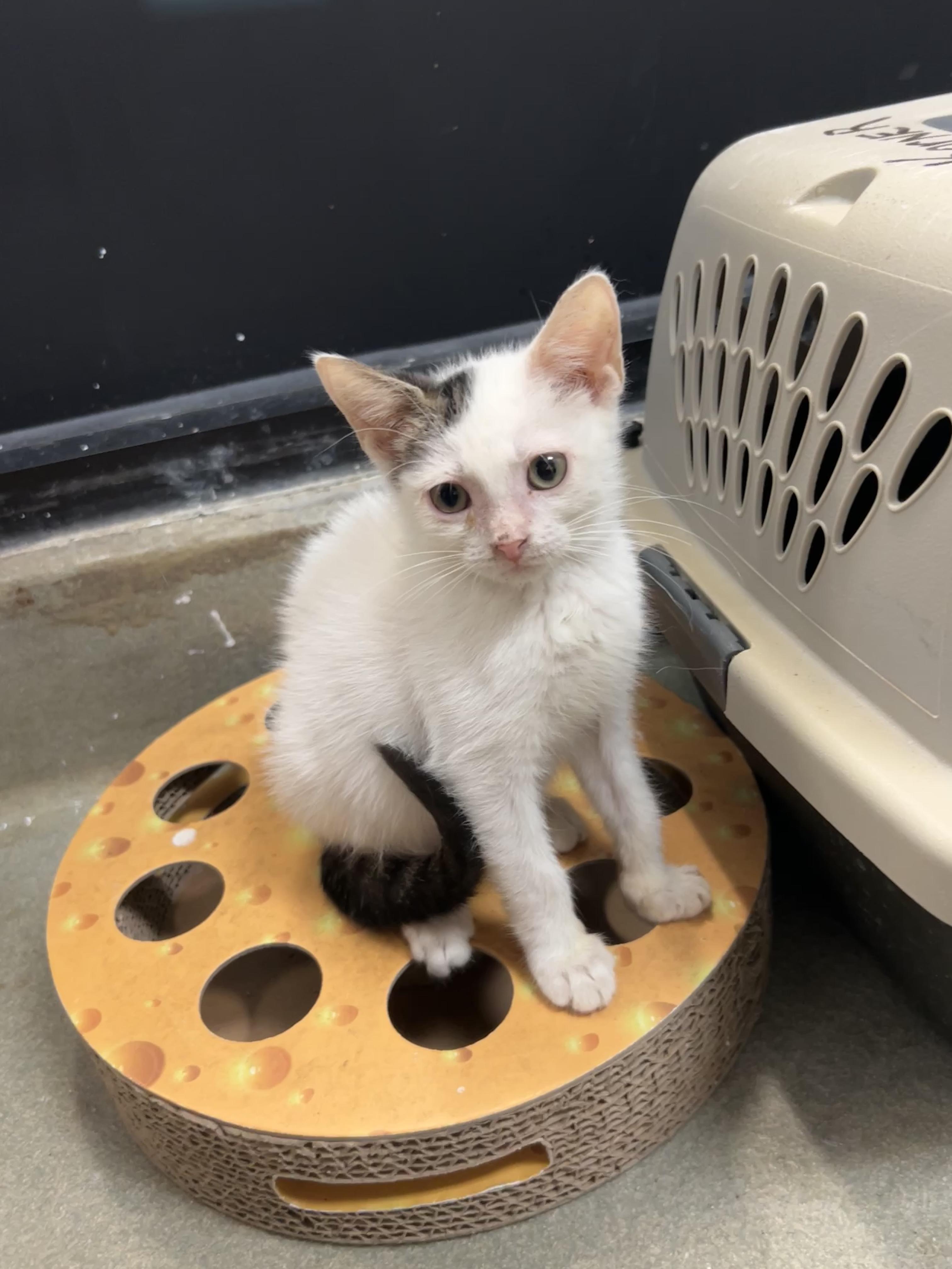Jorja, ADOPTABLE, Kitten Female Domestic Short Hair.
