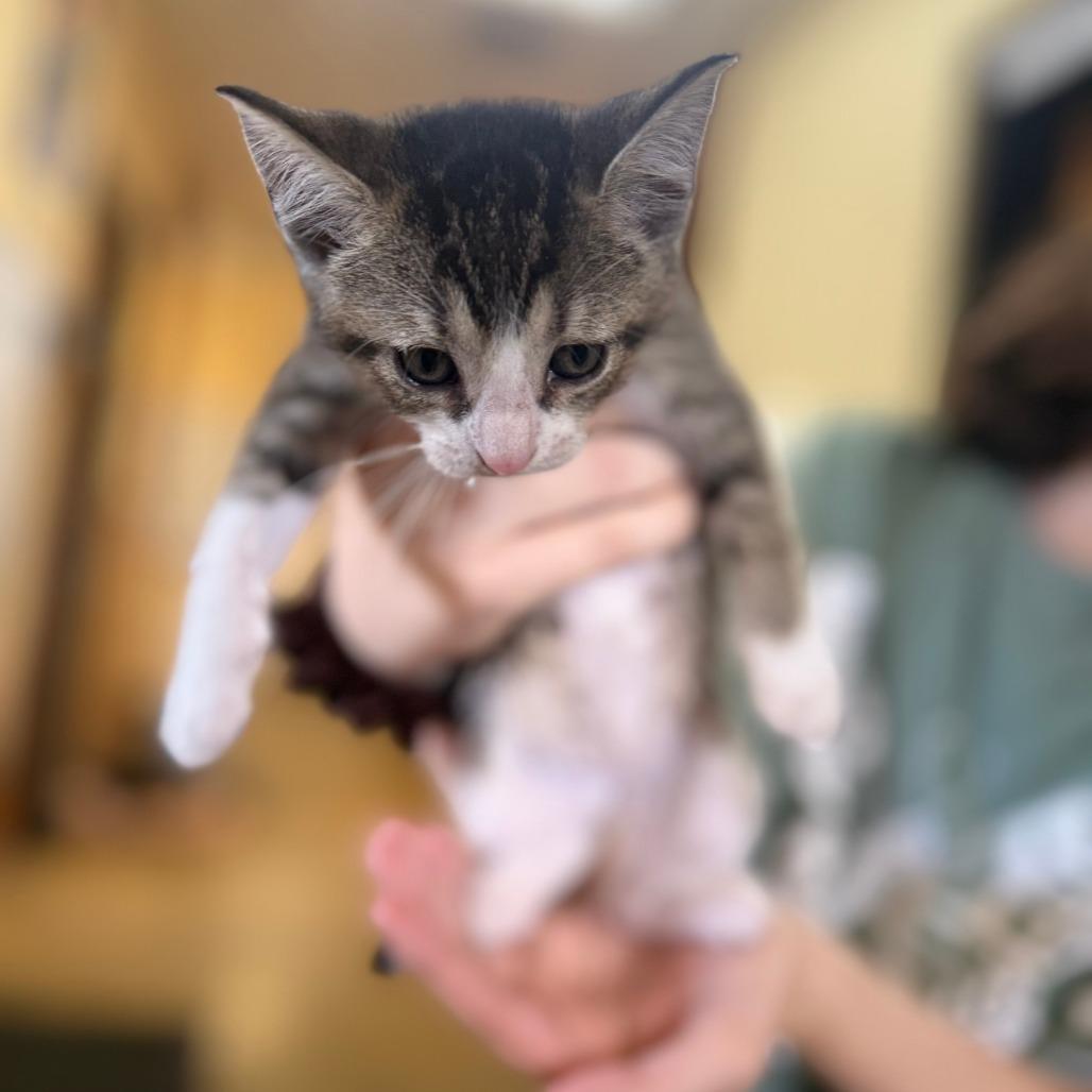 Tilly, Adoptable, Kitten Female Domestic Short Hair.
