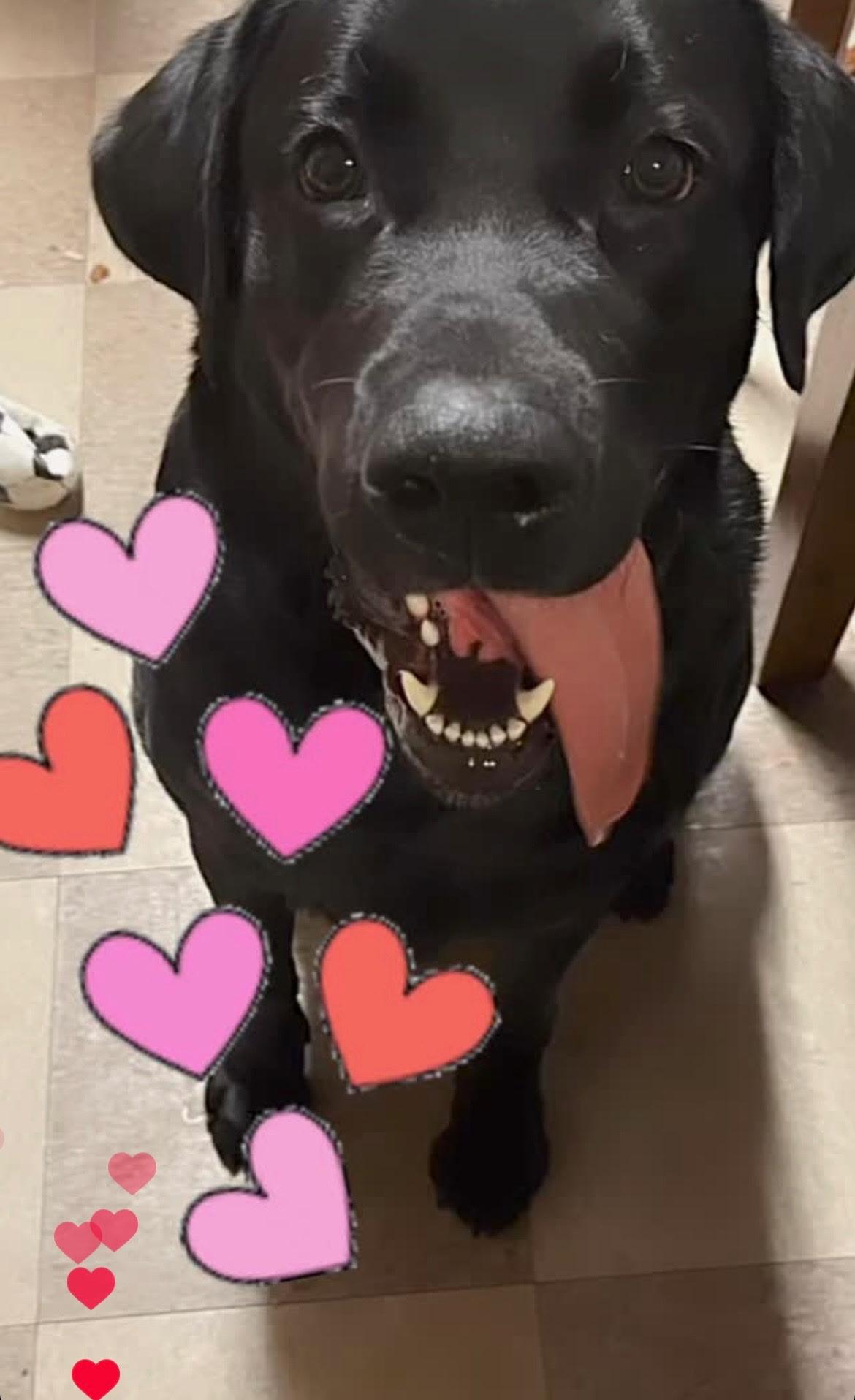 Bruno