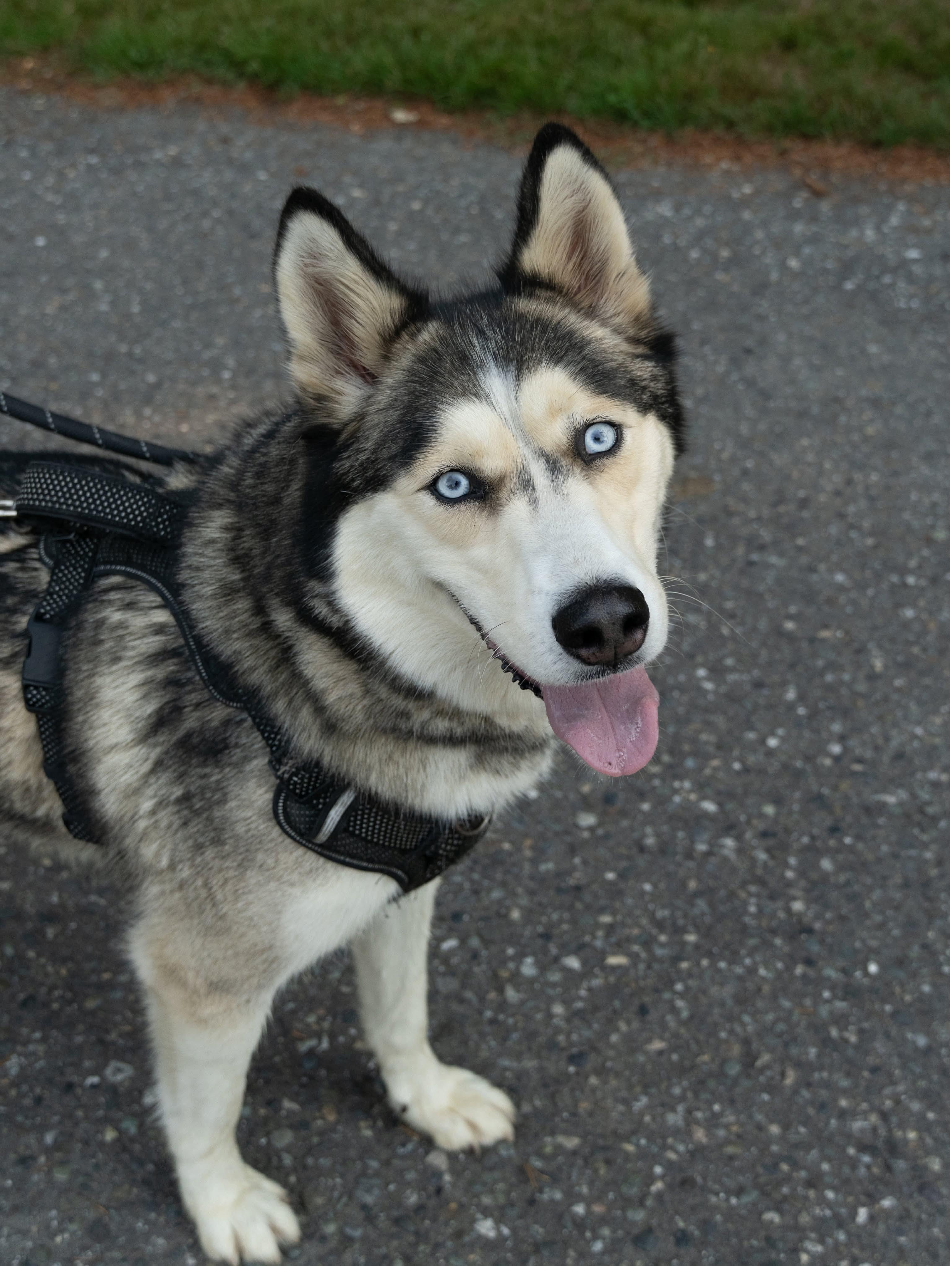 Enlarge Mishka, a ADOPTABLE Siberian Husky in Burnaby, BC image 1/3