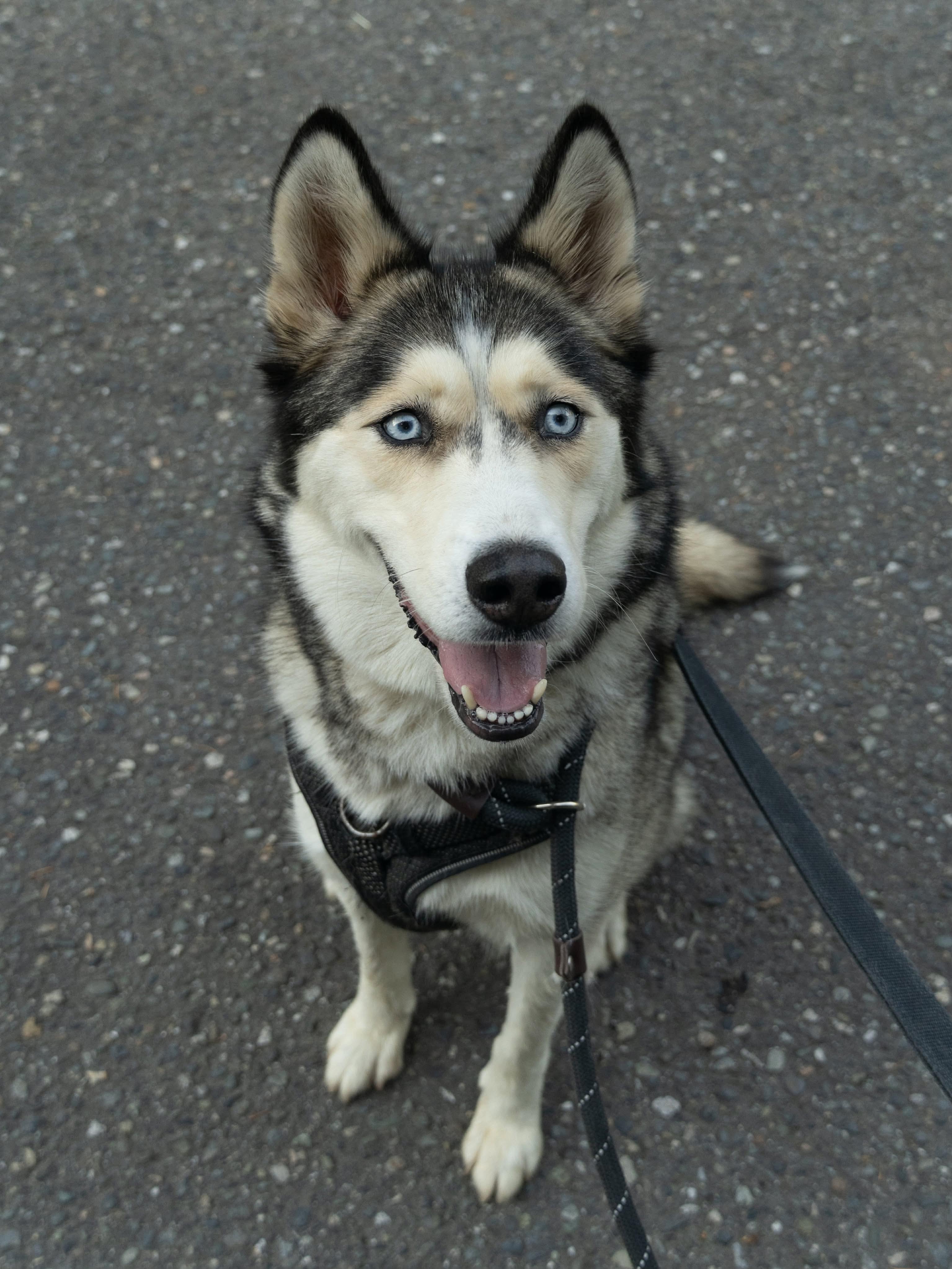 Enlarge Mishka, a ADOPTABLE Siberian Husky in Burnaby, BC image 3/3