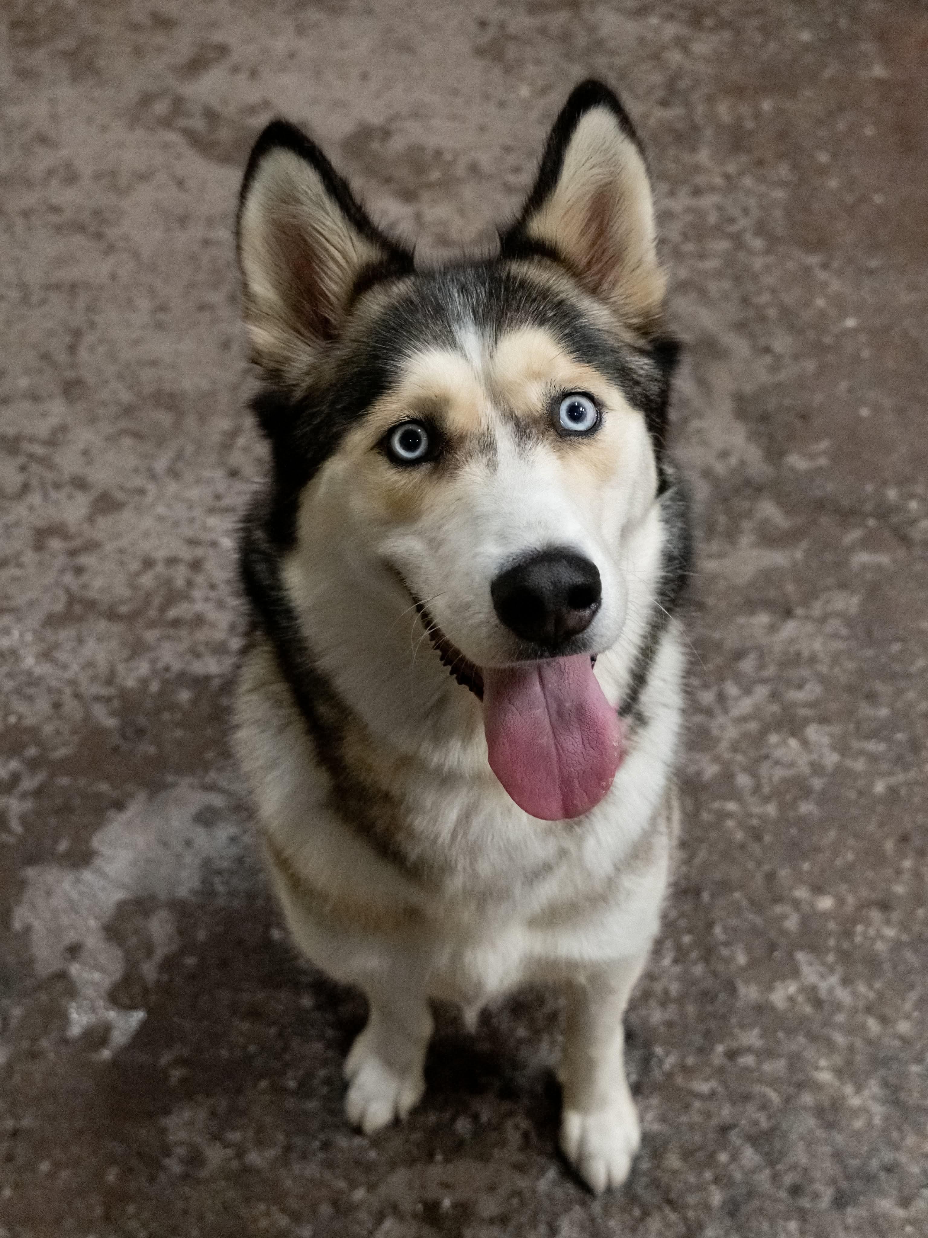 Enlarge Mishka, a ADOPTABLE Siberian Husky in Burnaby, BC image 2/3