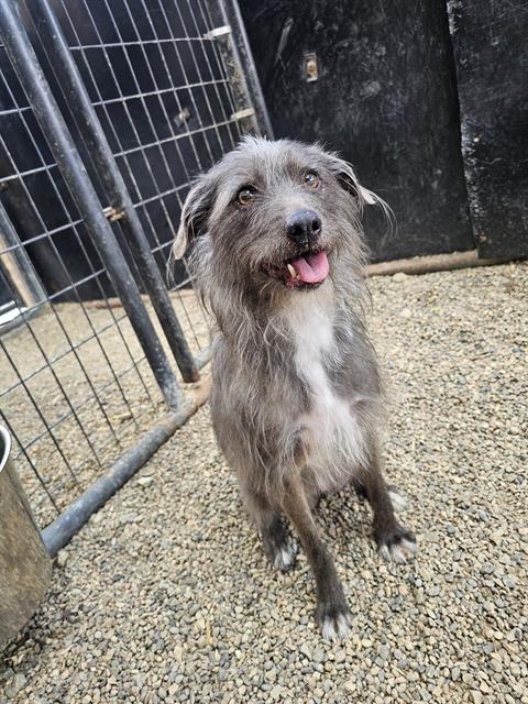 FRANCIS, Adoptable, Adult Female Schnauzer & Mixed Breed.