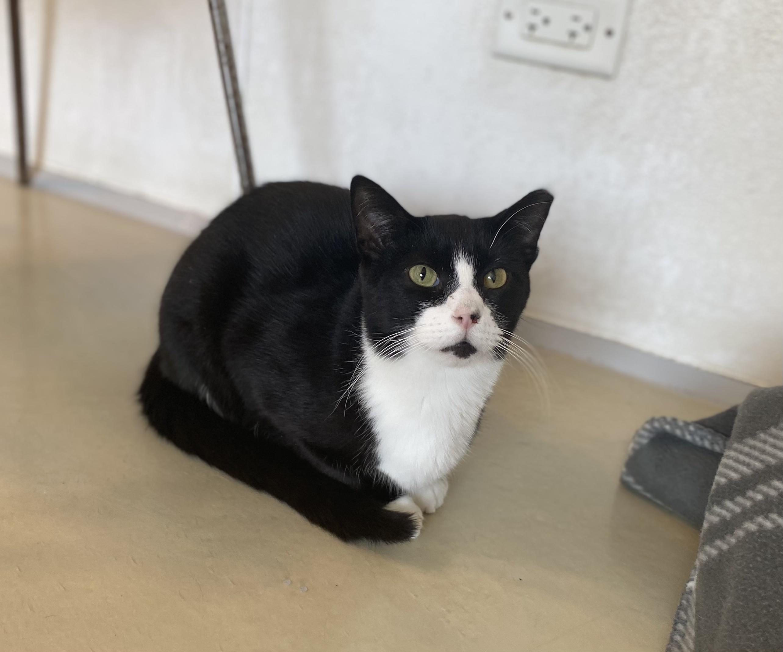 Enlarge Dominic, a Adoptable Domestic Short Hair in Chicago, IL image 1/1