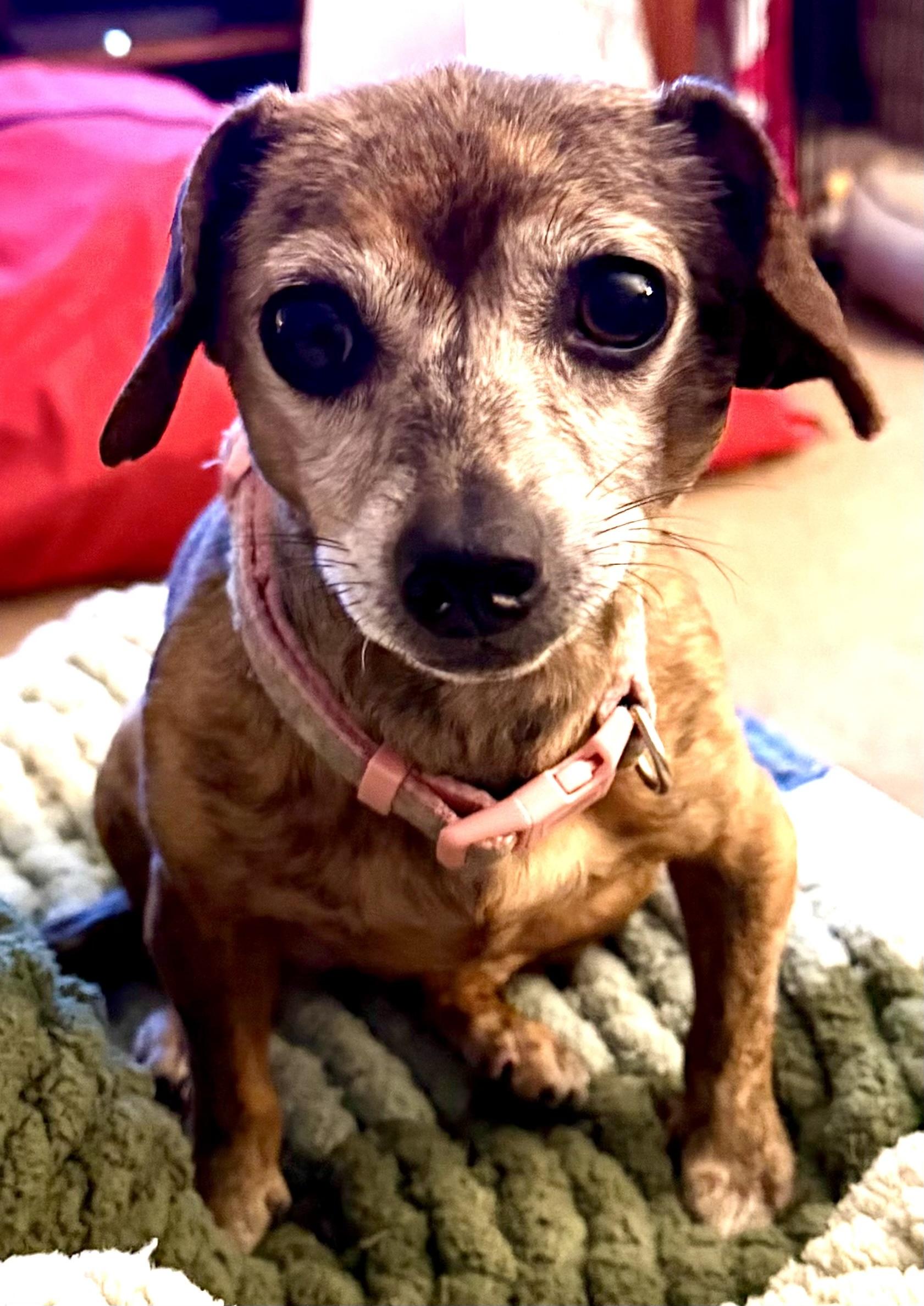 Enlarge Hestia, a ADOPTABLE mixed breed in Silvana, WA image 2/3