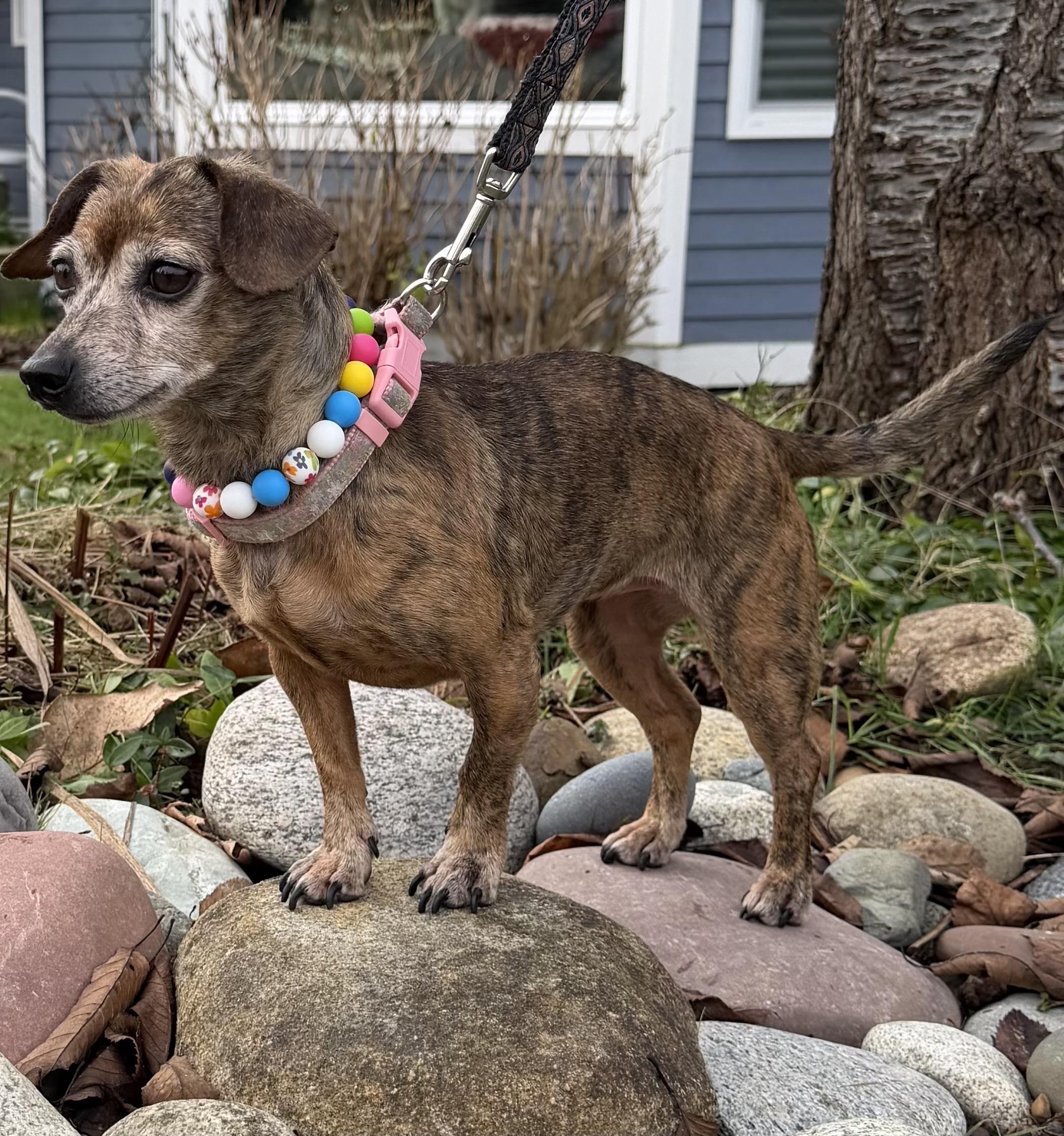Hestia, ADOPTABLE, Senior Female Dachshund & Chihuahua.