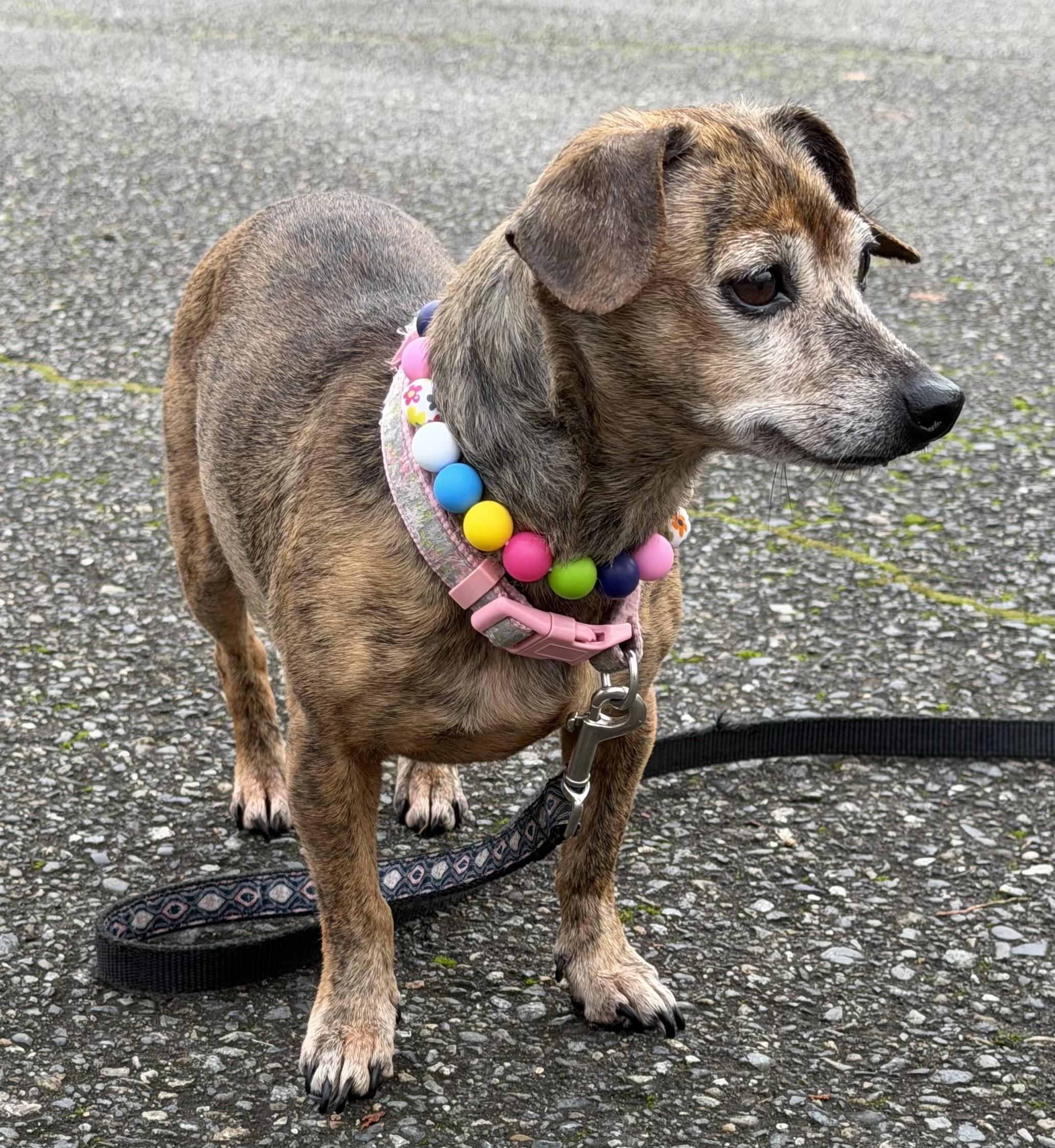 Enlarge Hestia, a ADOPTABLE mixed breed in Silvana, WA image 3/3