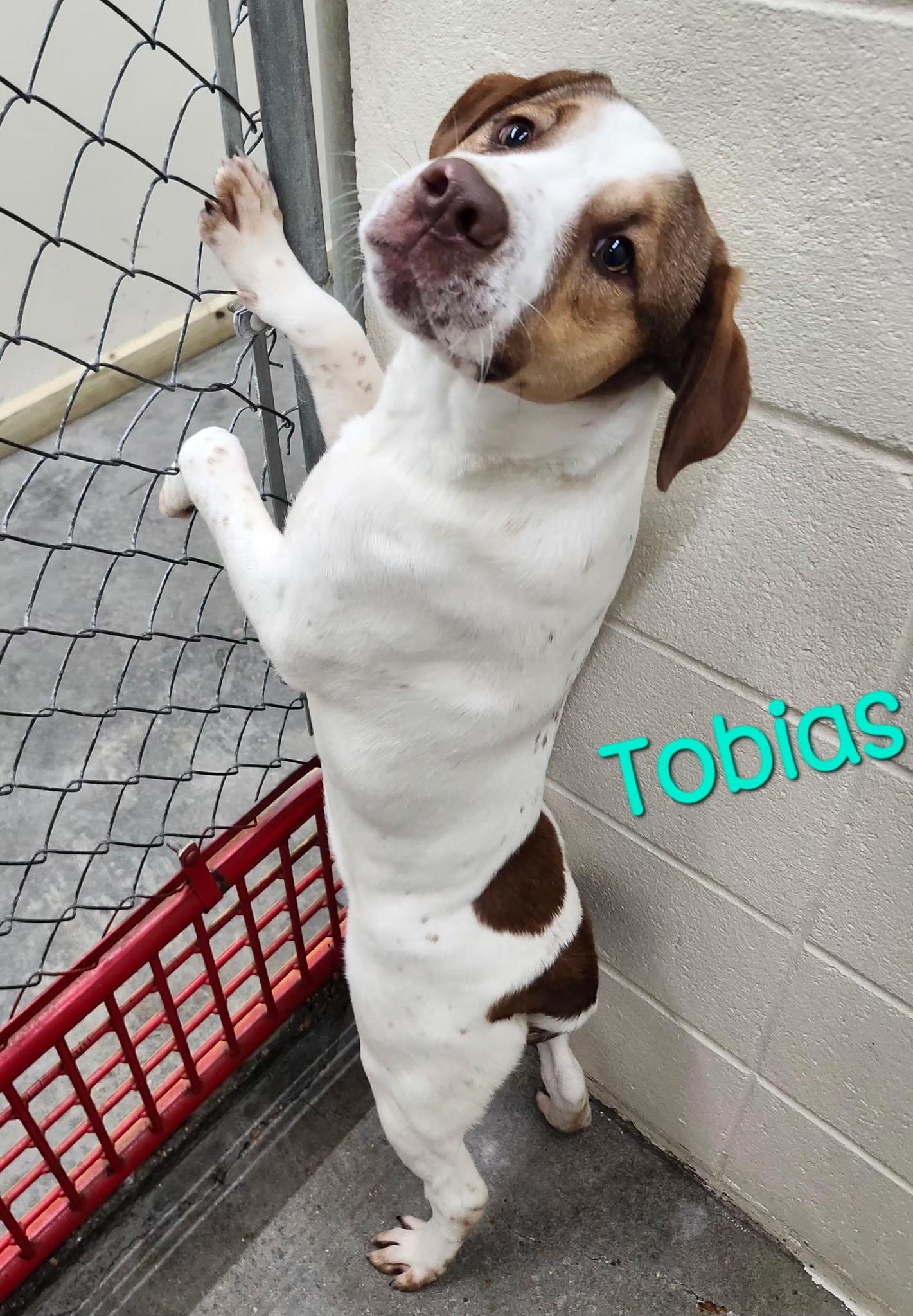 Enlarge Tobias Terrific, a Adoptable mixed breed in Woburn, MA image 5/6