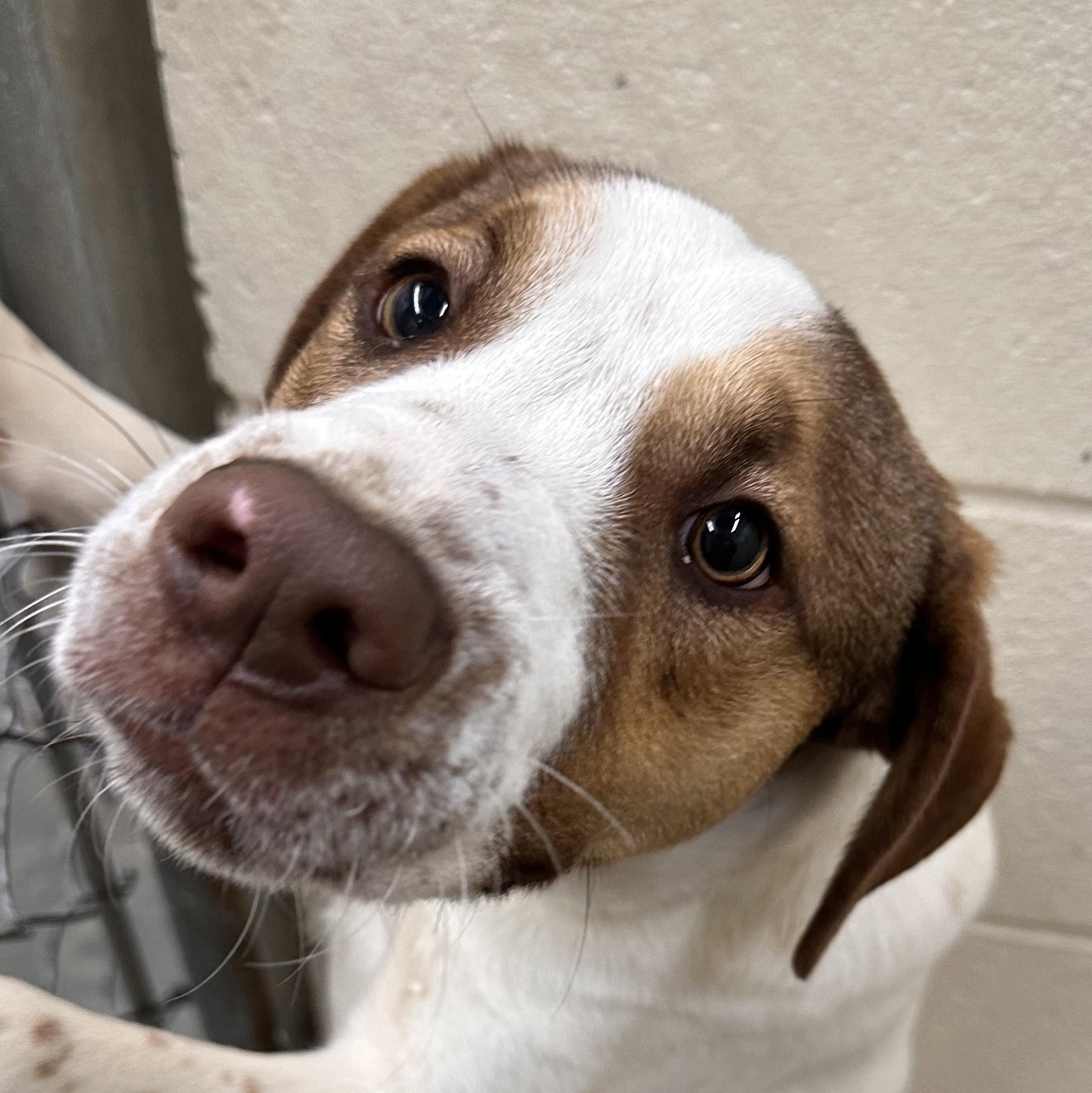 Tobias Terrific, Adoptable, Puppy Male Dachshund & Bulldog.