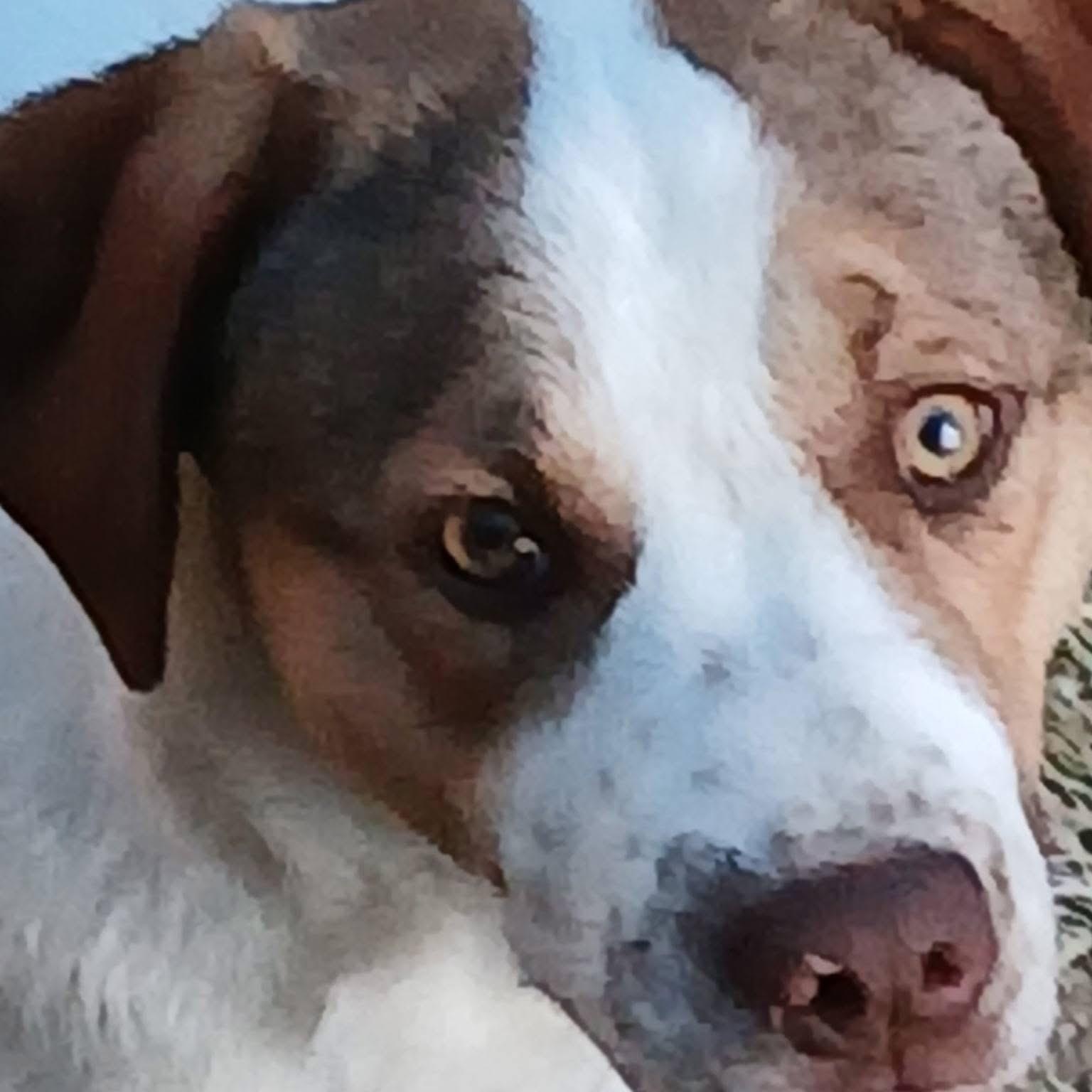Enlarge Tobias Terrific, a Adoptable mixed breed in Woburn, MA image 2/6