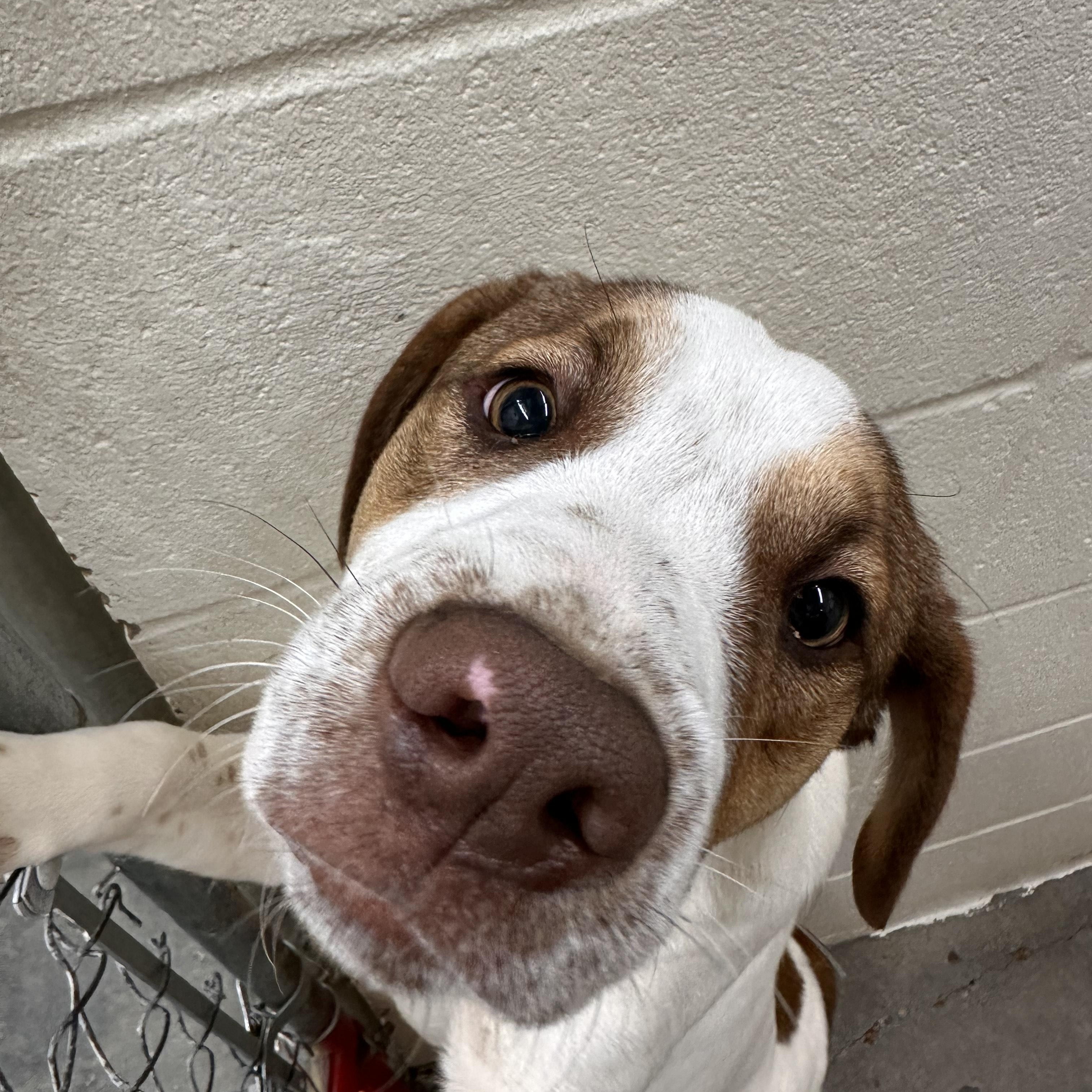 Enlarge Tobias Terrific, a Adoptable mixed breed in Woburn, MA image 4/6